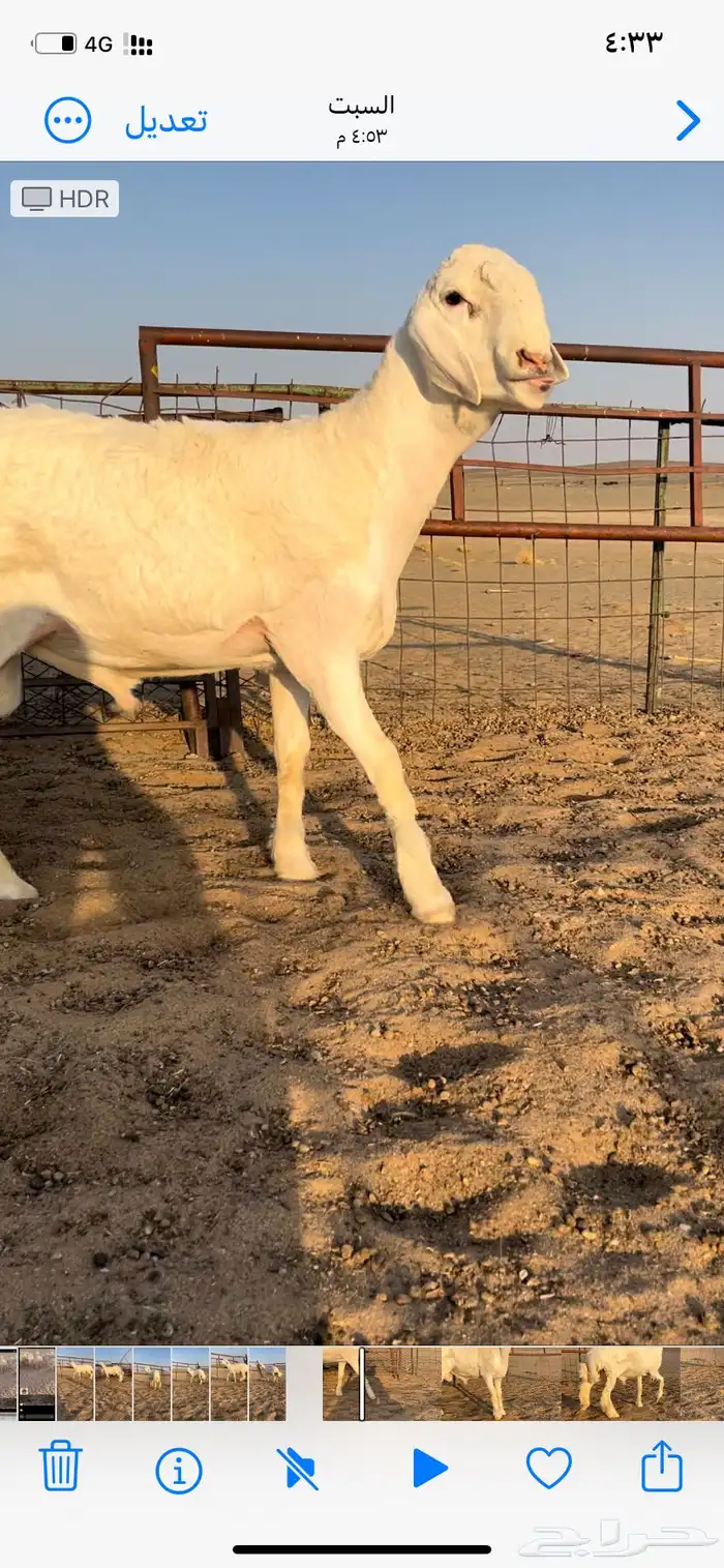 مشروع فحل حري 7