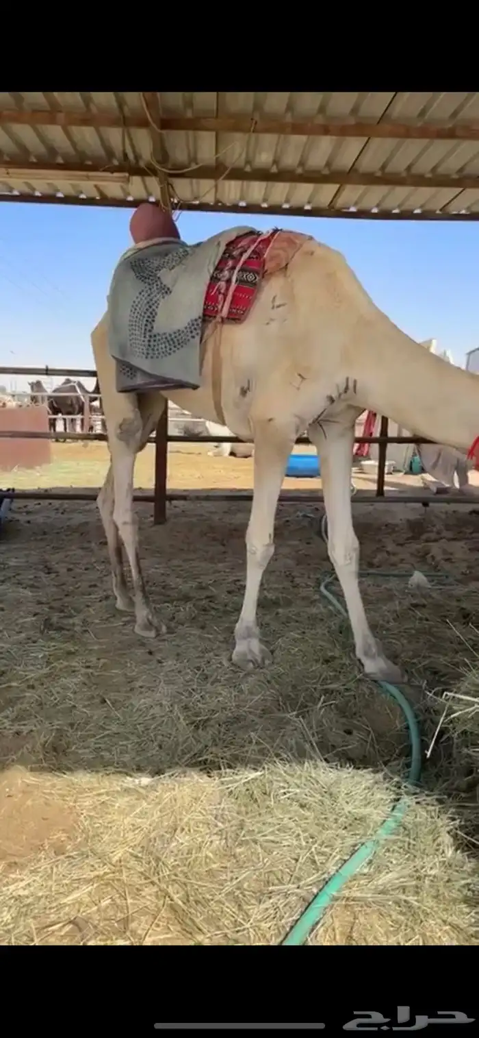 بعير 0