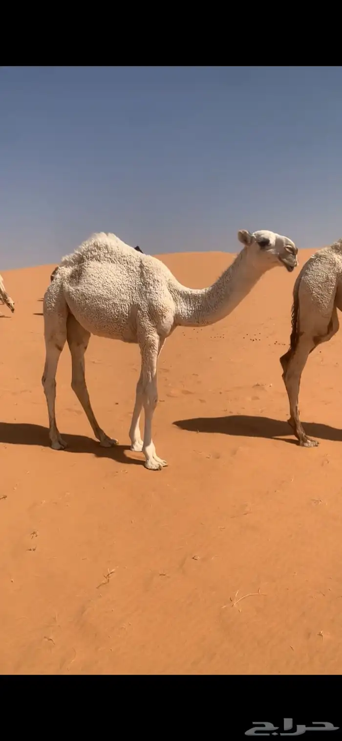 بكره وضحا كفو 1