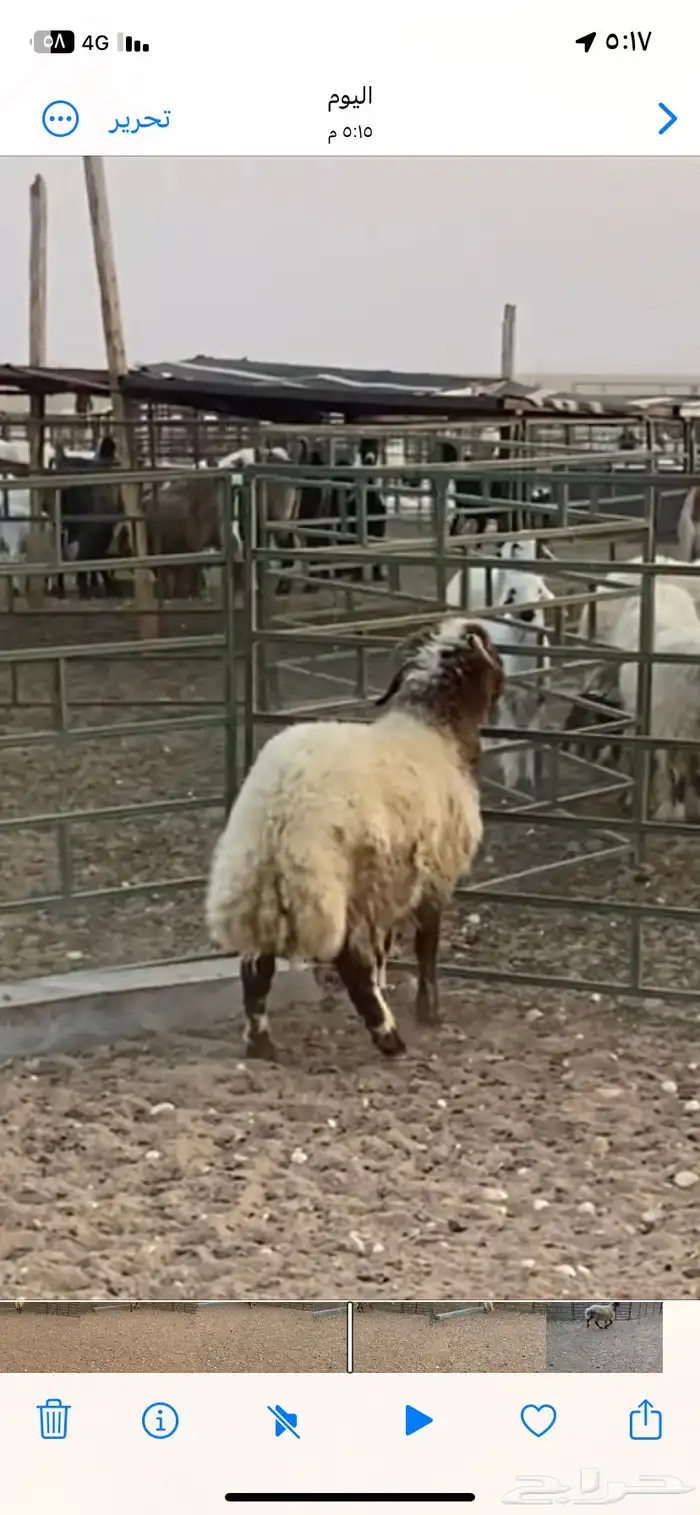 حفر الباطن 0