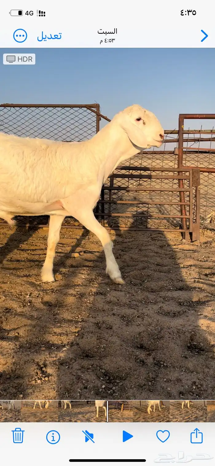 طلي صنف ابوه من حلال متعب عيضه 0