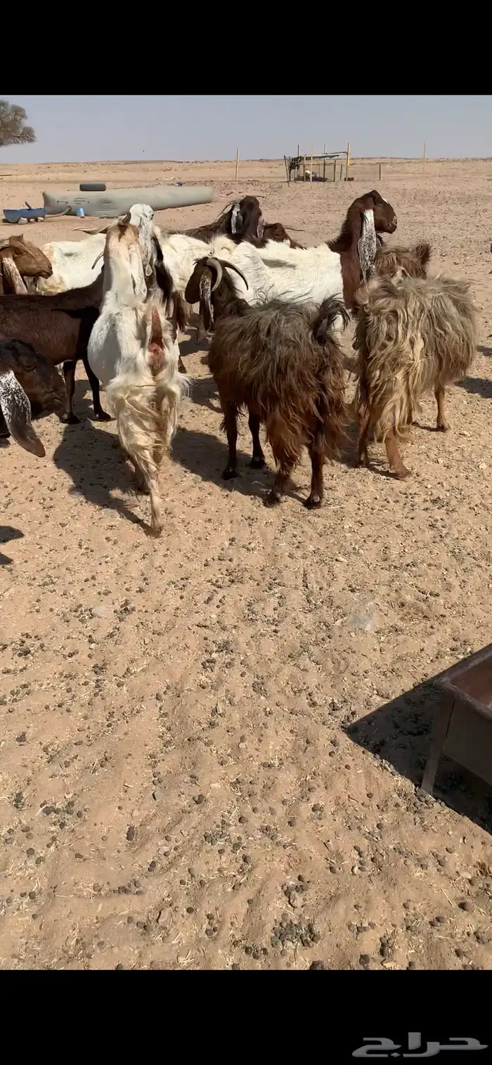 معزا دفيع مشاريك 11
