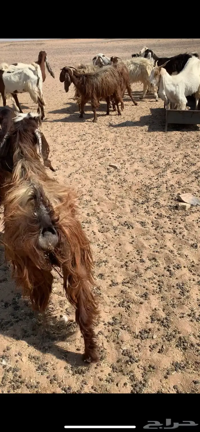 معزا دفيع مشاريك 9