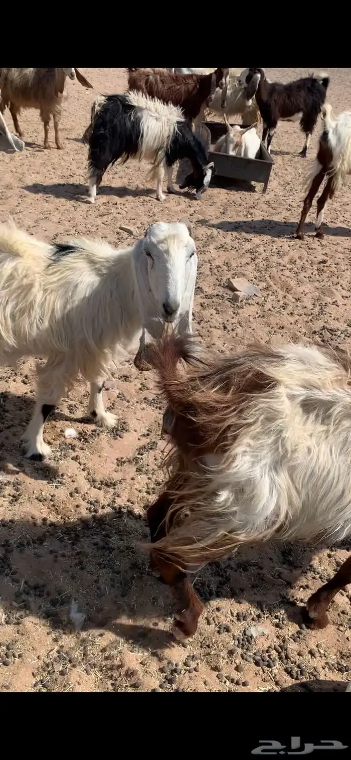 معزا دفيع مشاريك 2