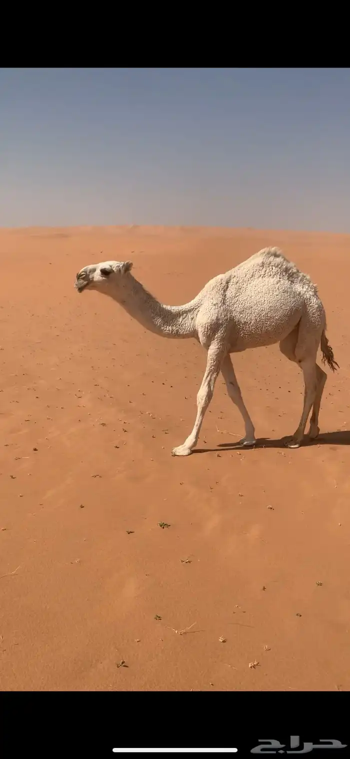بكره وضحا كفو 4