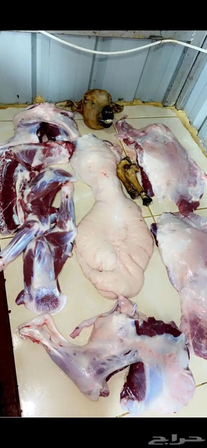 ذبايح مع خدمة الذبح والتوصيل 7