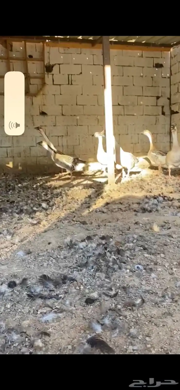 وز عراقي 2