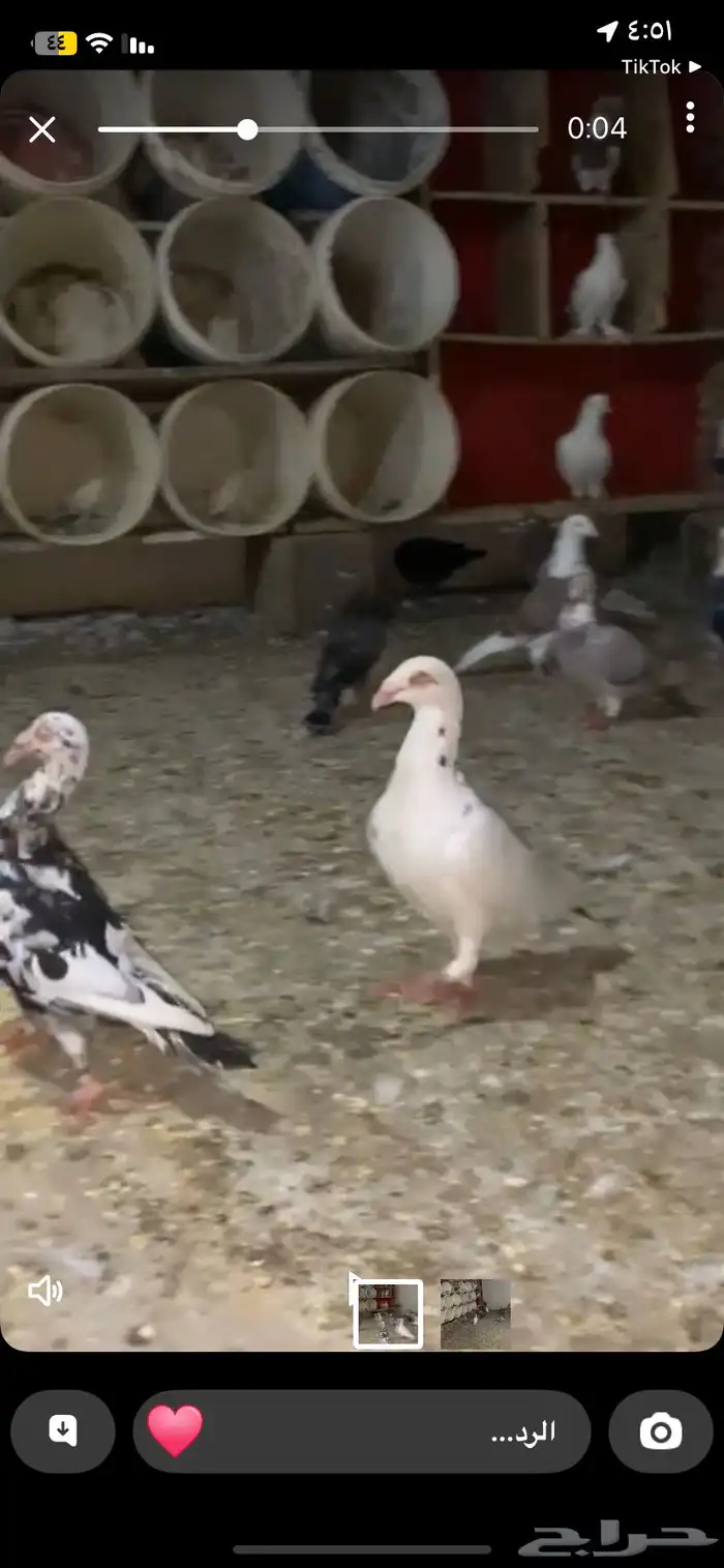 حمام يهودي 0