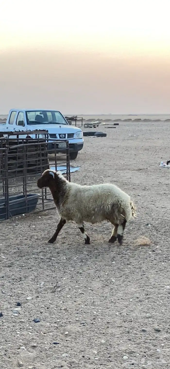 حفر الباطن 1