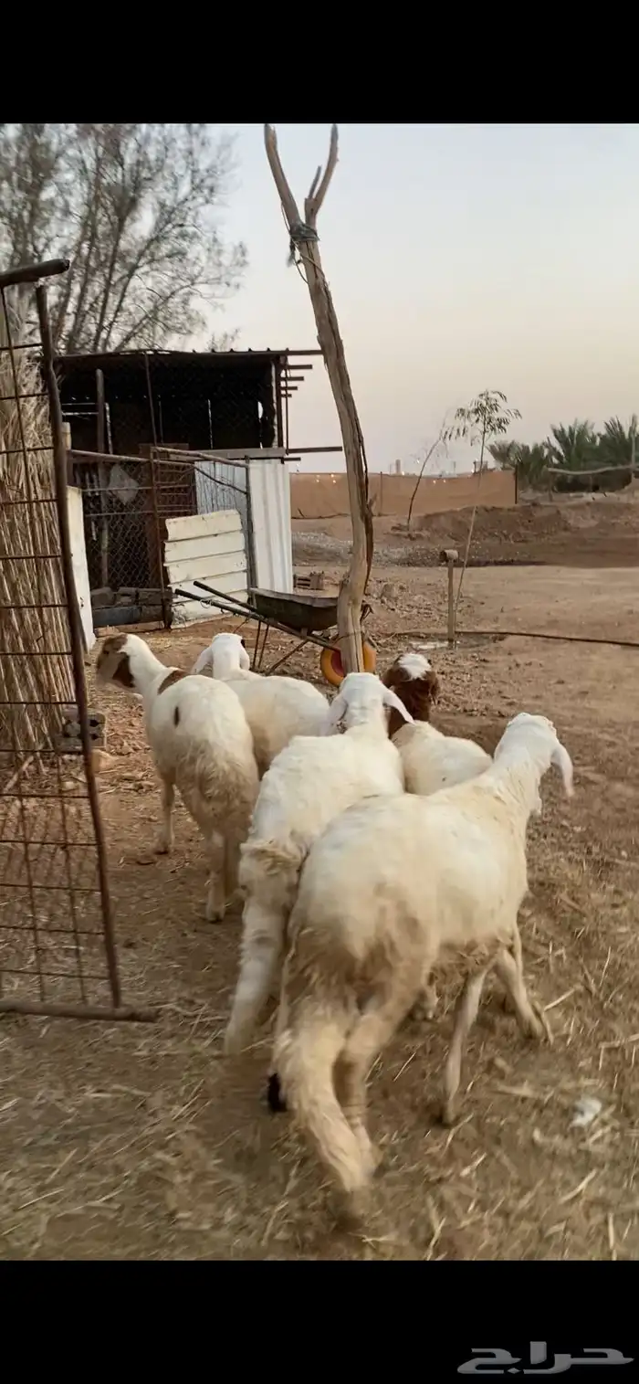للبيع عدد 5 خرفان سواكن نظيفة 2