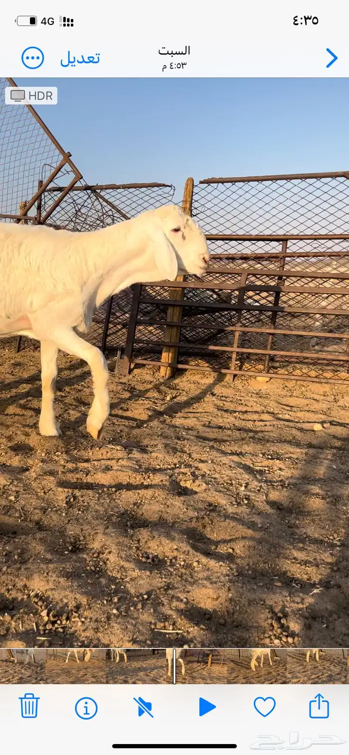 طلي صنف ابوه من حلال متعب عيضه 2