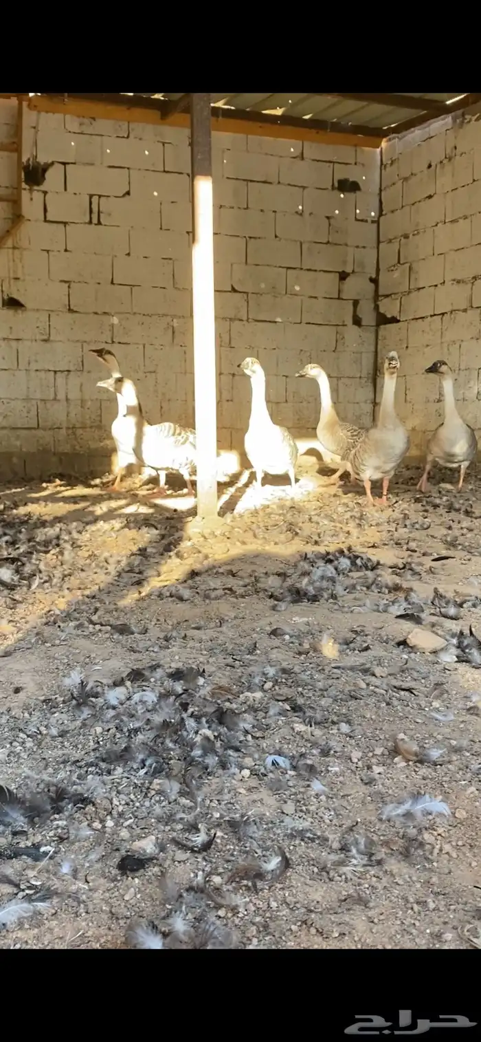 وز عراقي 3