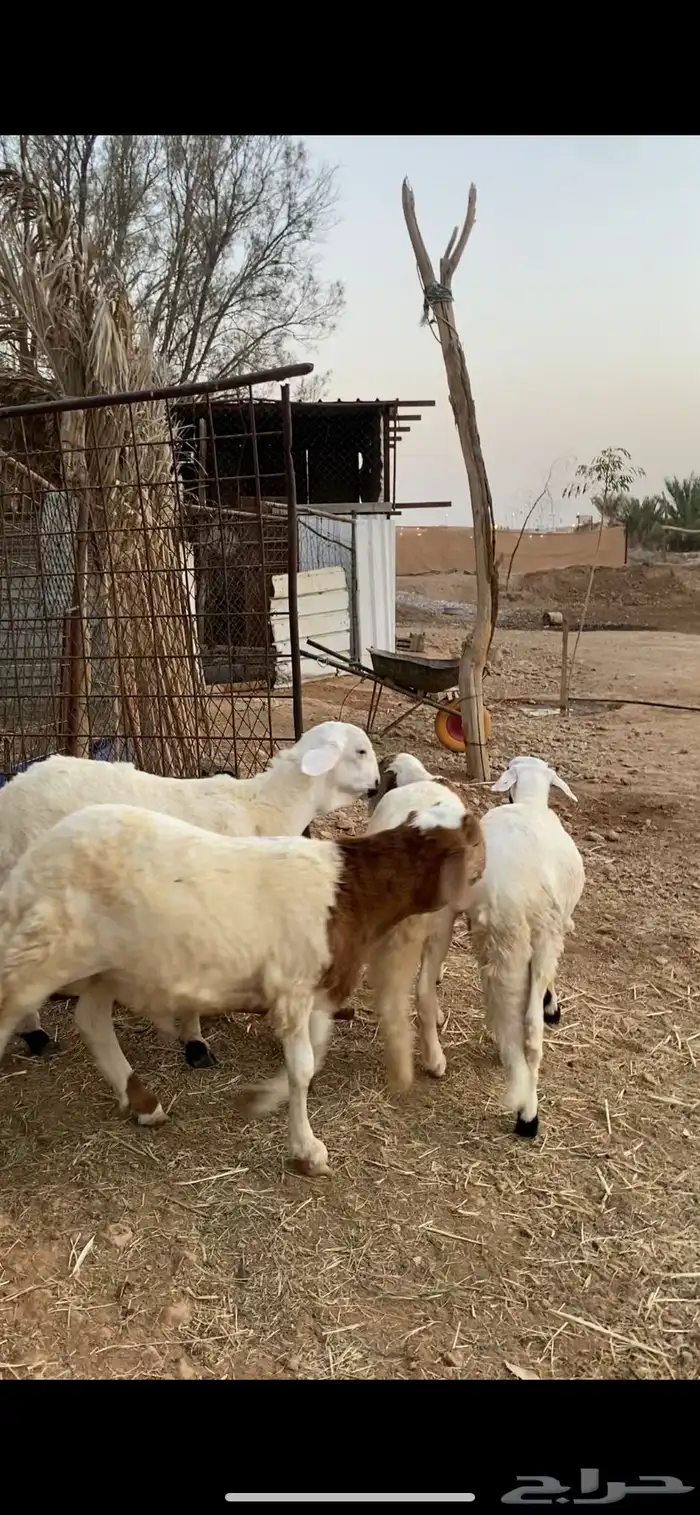 للبيع عدد 5 خرفان سواكن نظيفة 1