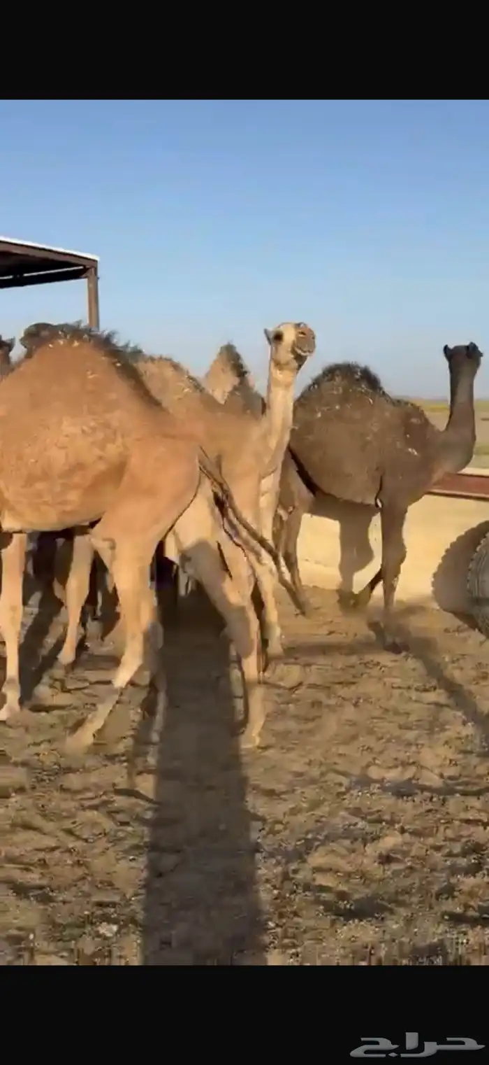 للبيع حشو طيبه على الحليب شرط العدد6 5