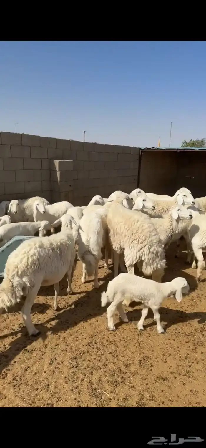 غنم حريات 5