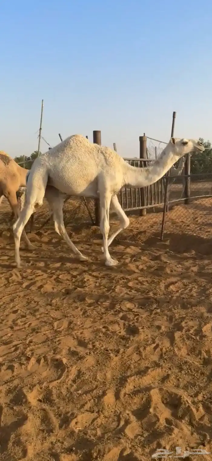بعير فحل تمامي كفو 3