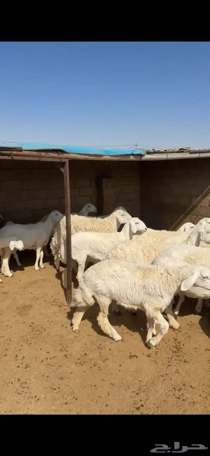 غنم حريات 1