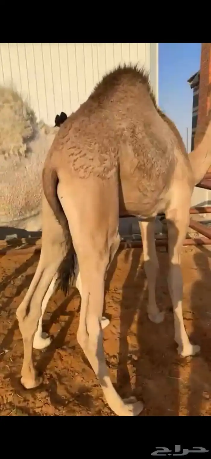 5 قعدان طيبه بالحيل للبيع 1