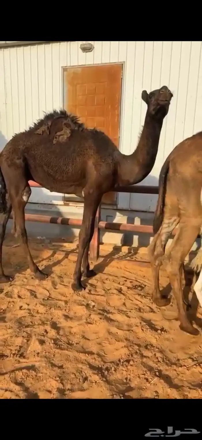 5 قعدان طيبه بالحيل للبيع 3
