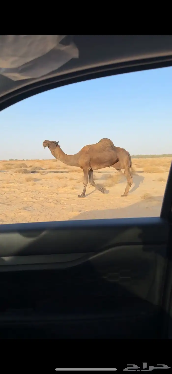 فحل مجهم منتج فردي سلالة الوافي 0