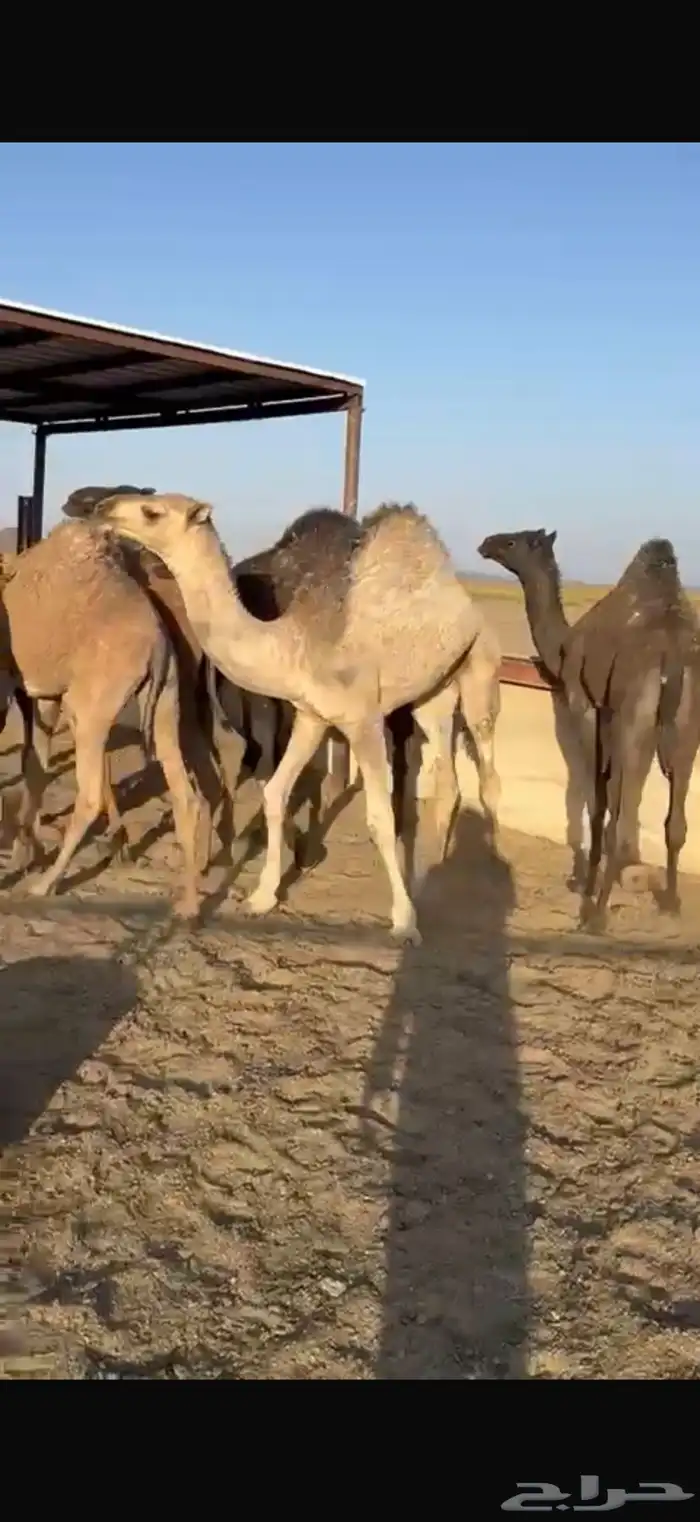 للبيع حشو طيبه على الحليب شرط العدد6 0
