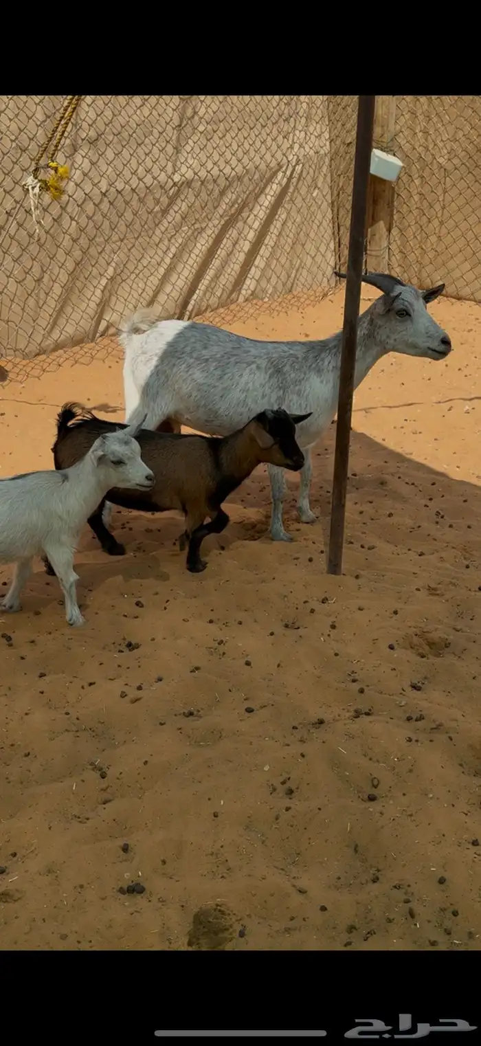 عنز قزمية 1