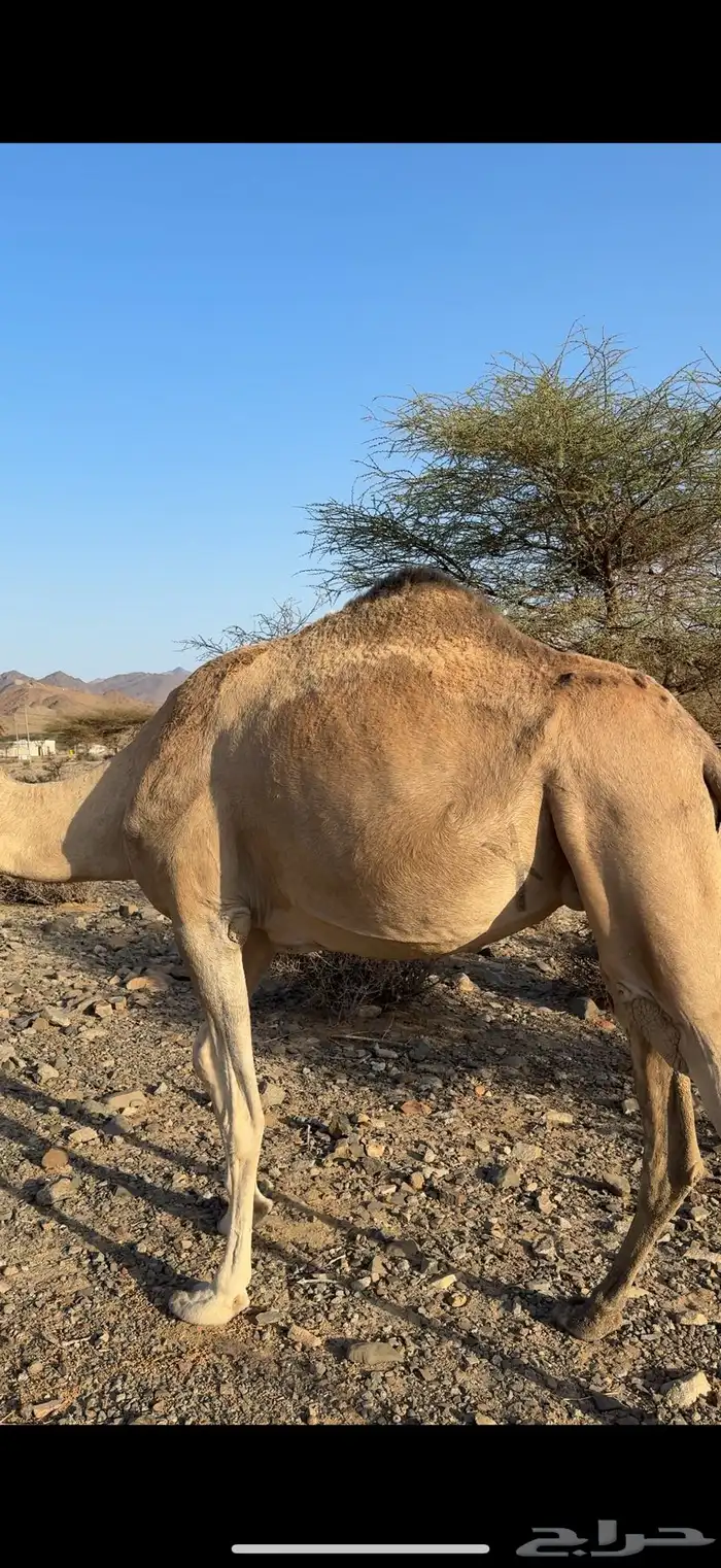 ناقه ملاقي 3