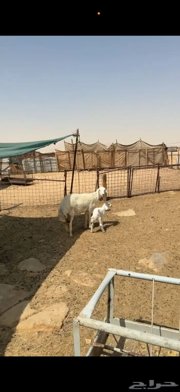 رغوث حريه معها طلي 1