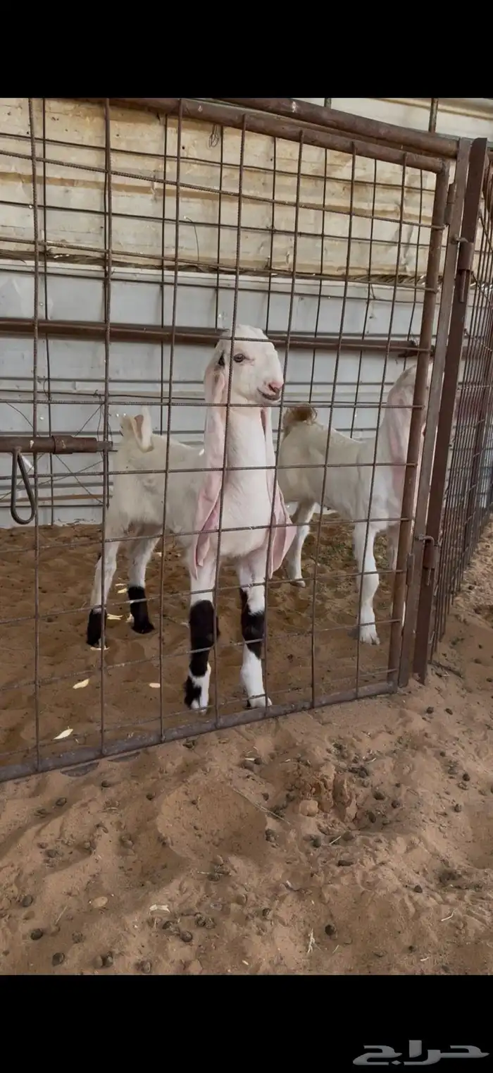عنز صنف متوم 2