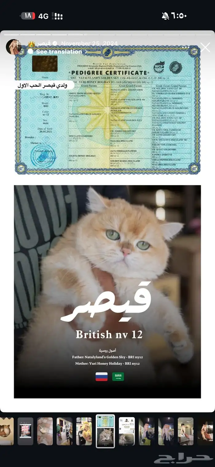 انثى سكوتش ستريت قولد ny12 منتجه 4