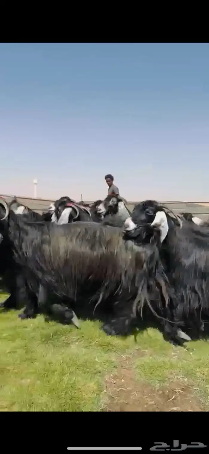 مراح عوارض صنف فاااخر دفيع شرط فحص سونار 8