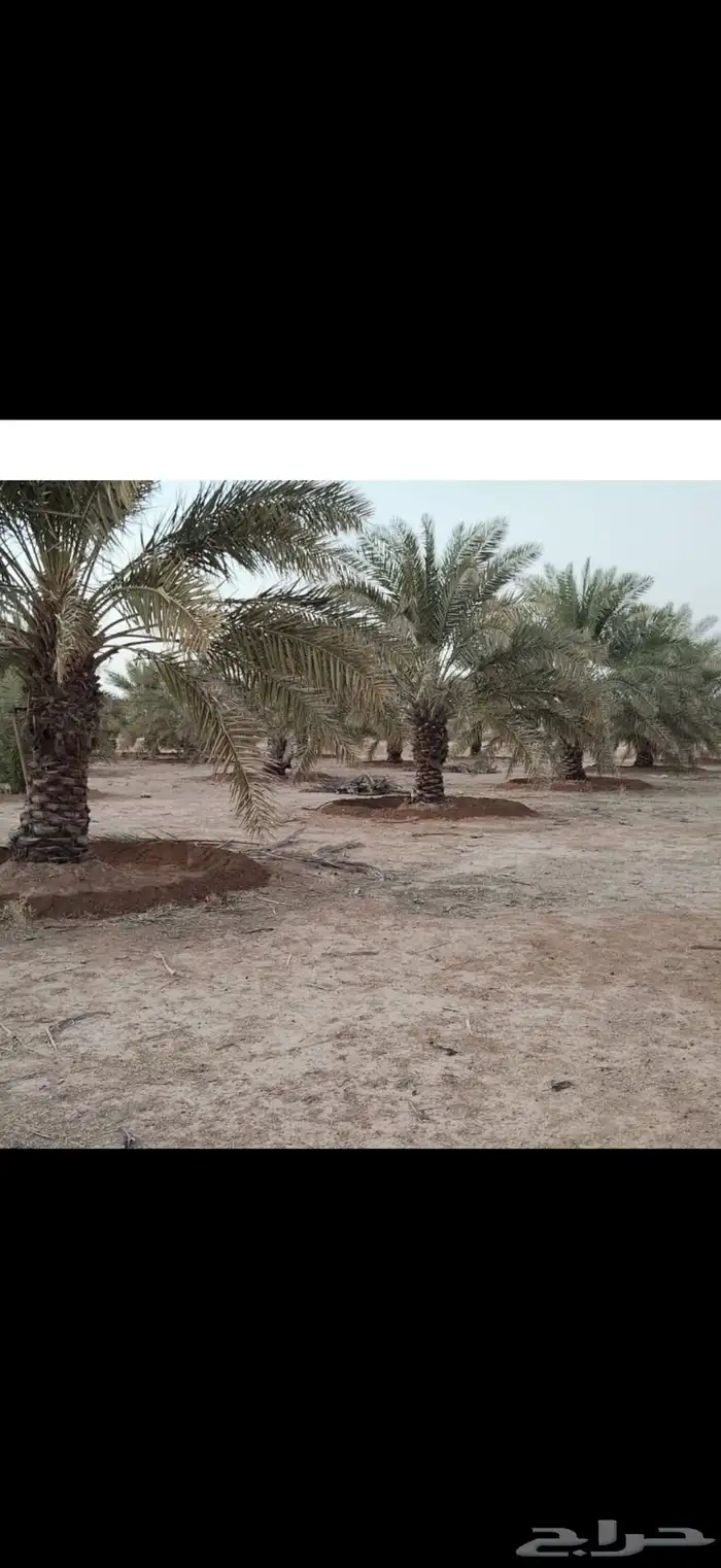 نخل خلاص ارتفاع مترين 0