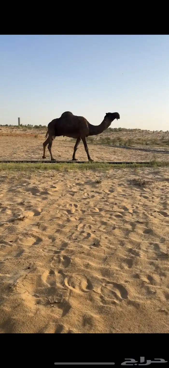 فحل مجهم منتج فردي سلالة الوافي 2