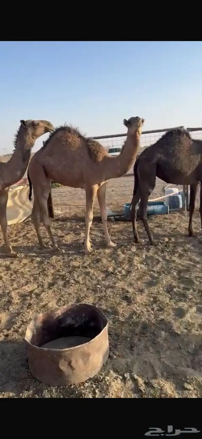 للبيع حشو طيبه على الحليب شرط العدد6 1