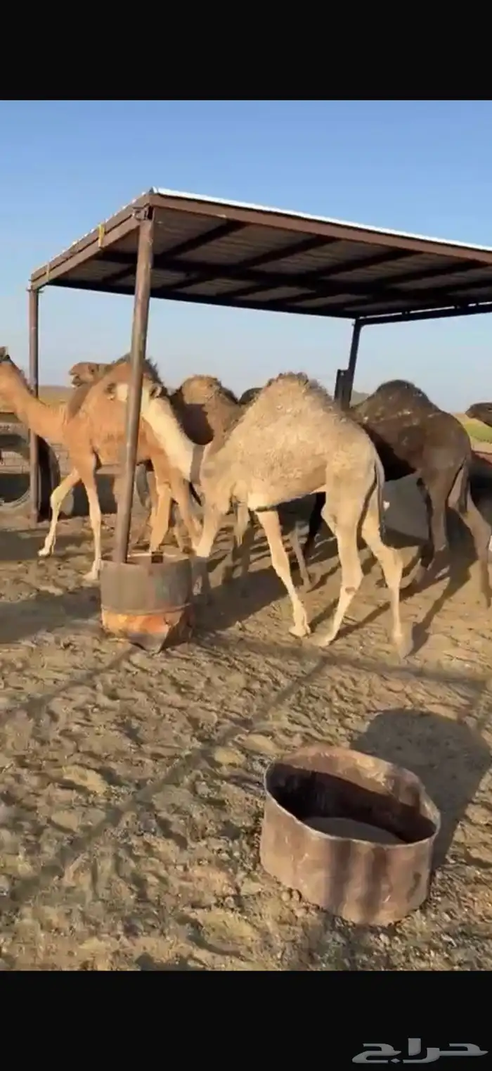 للبيع حشو طيبه على الحليب شرط العدد6 4