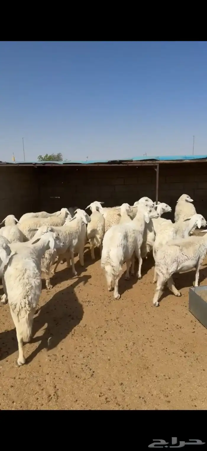 غنم حريات 3
