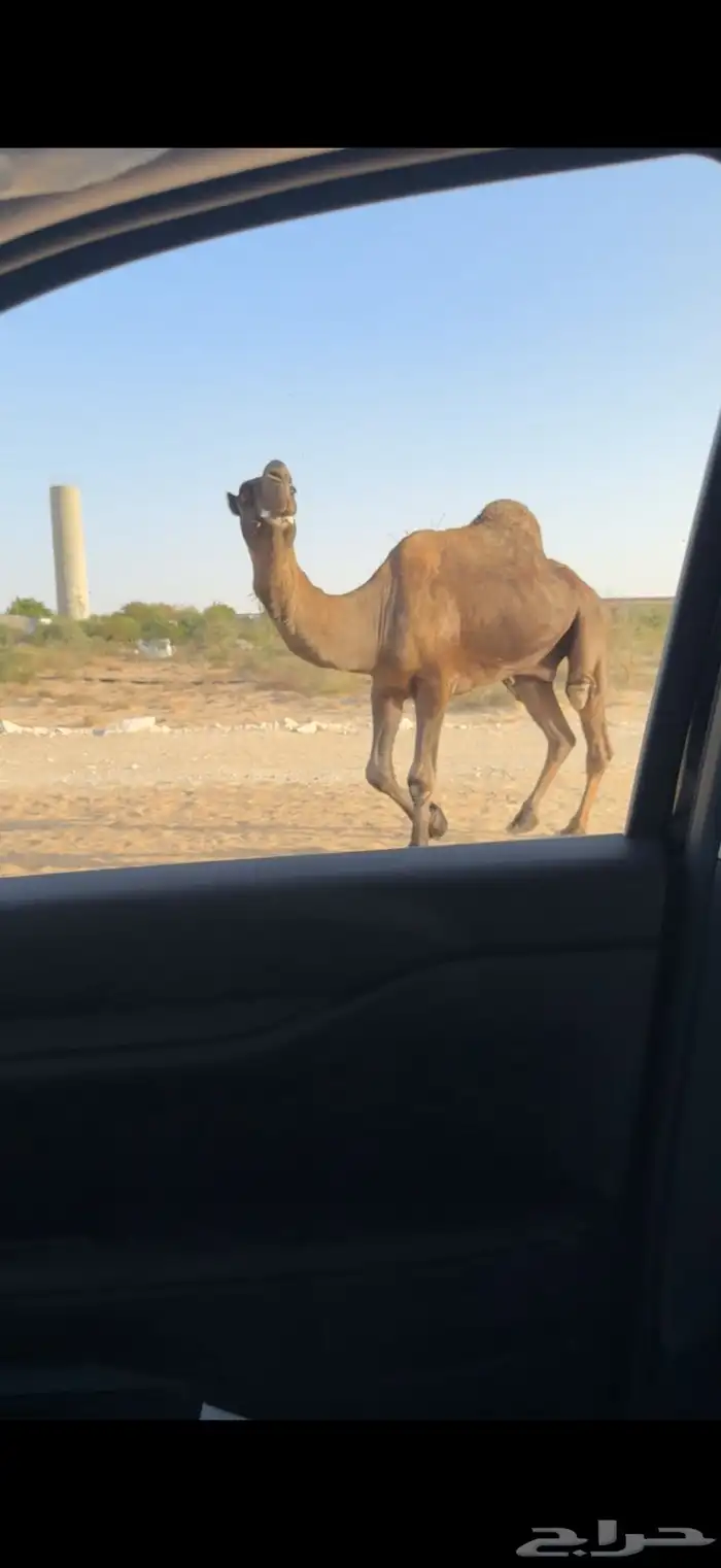 فحل مجهم منتج فردي سلالة الوافي 5