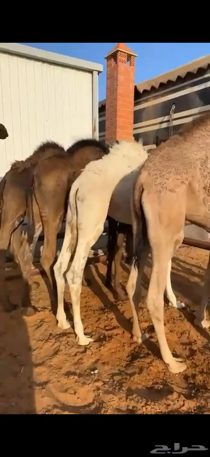 5 قعدان طيبه بالحيل للبيع 4