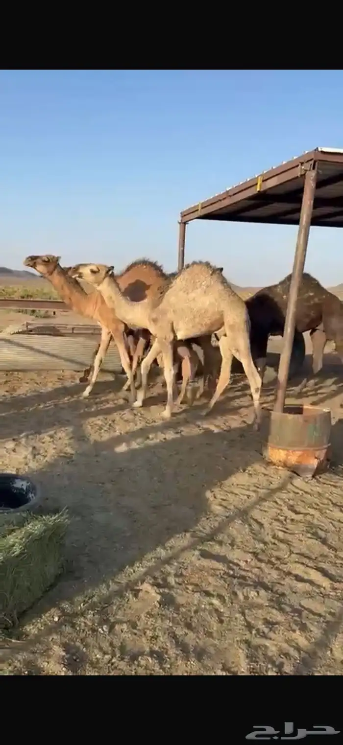 للبيع حشو طيبه على الحليب شرط العدد6 2