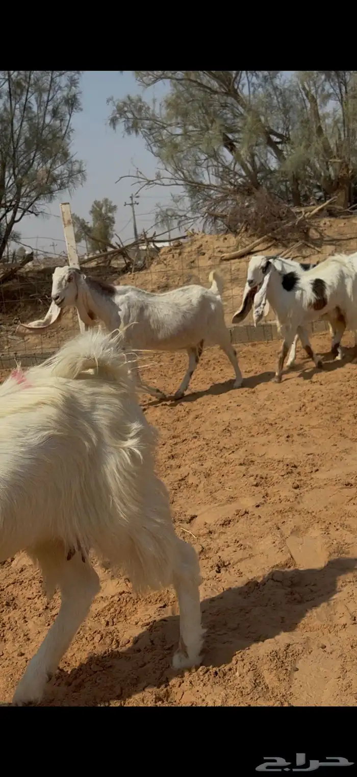 معزا نوادر دفيع وضريع شرط 2