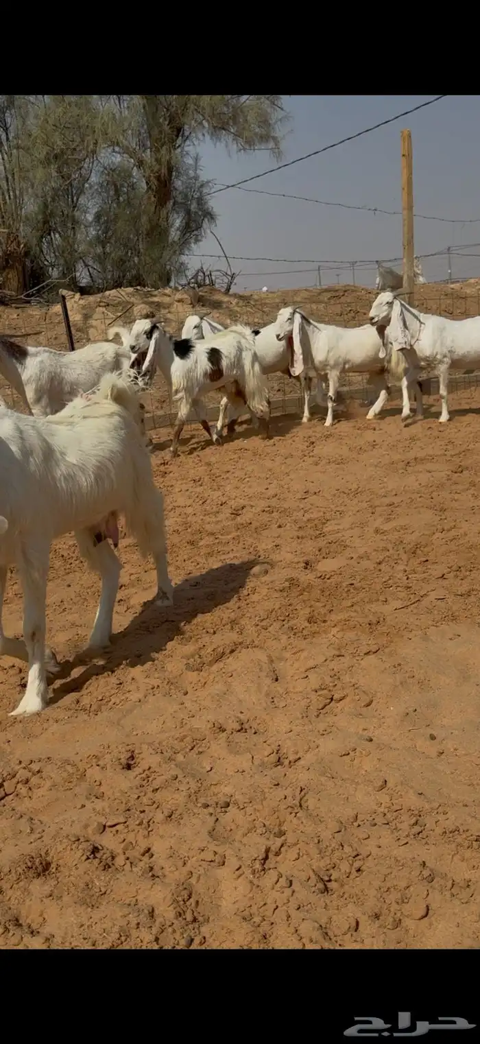 معزا نوادر دفيع وضريع شرط 1