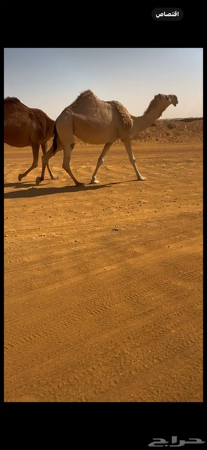 لقحه شقحى كفو 0