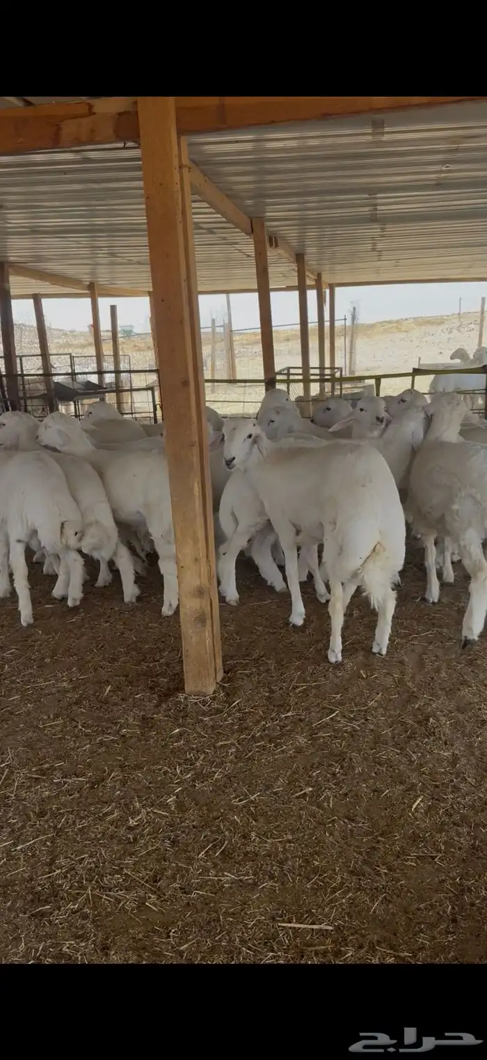 ذبايح ذبيحه حري نعيمي تيس يوجد تمارا 2