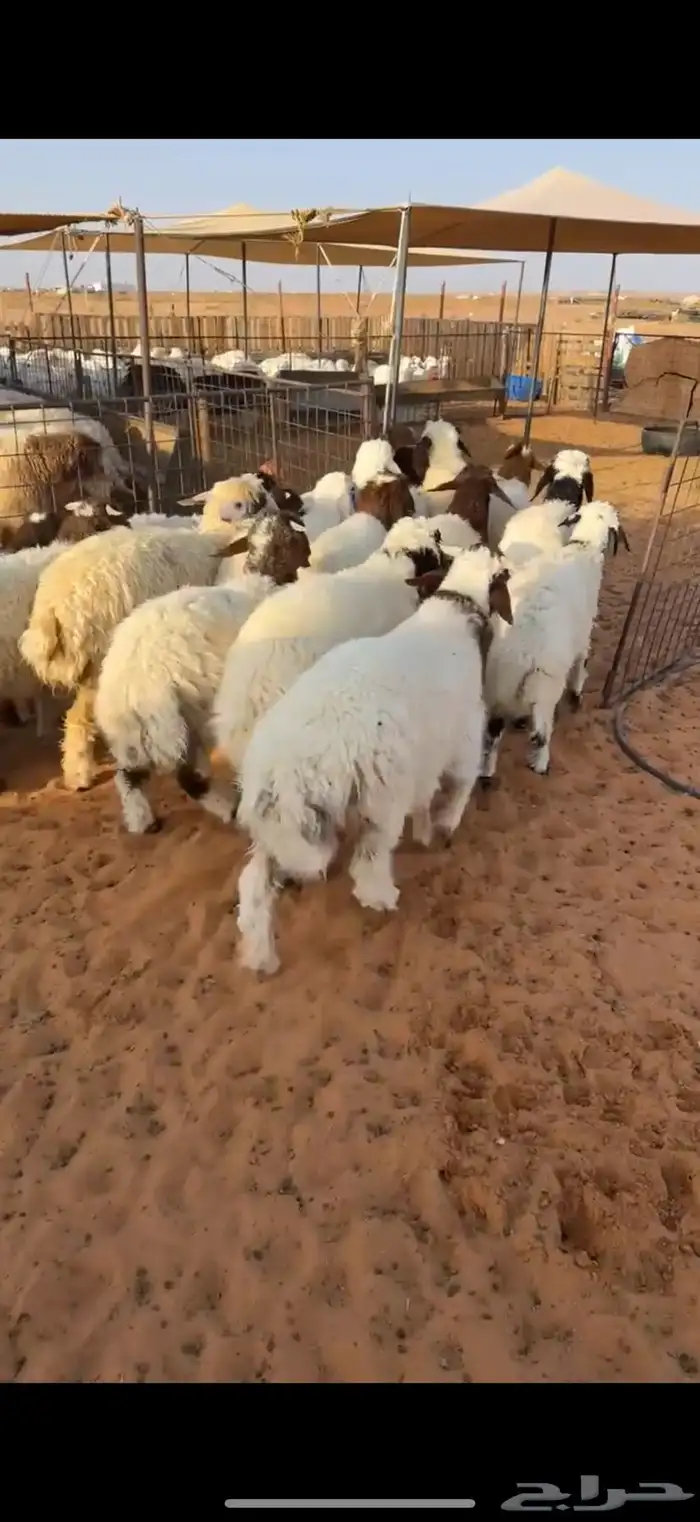 نعيم 0