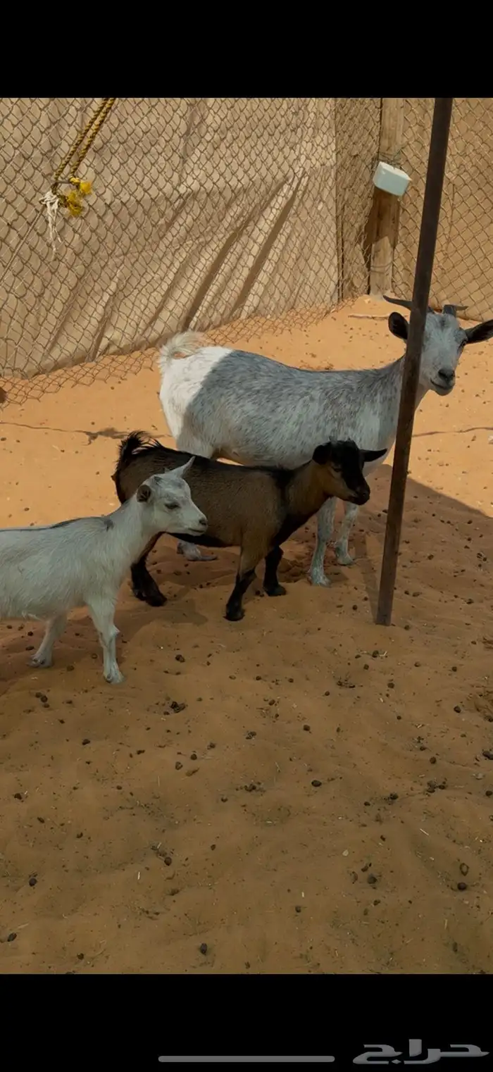 عنز قزمية 0