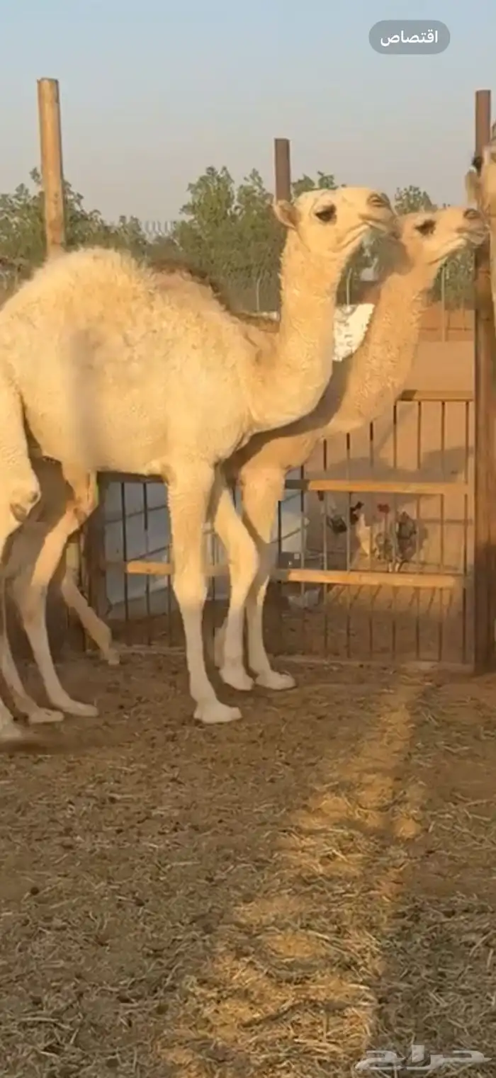 بعير فحل تمامي كفو 4