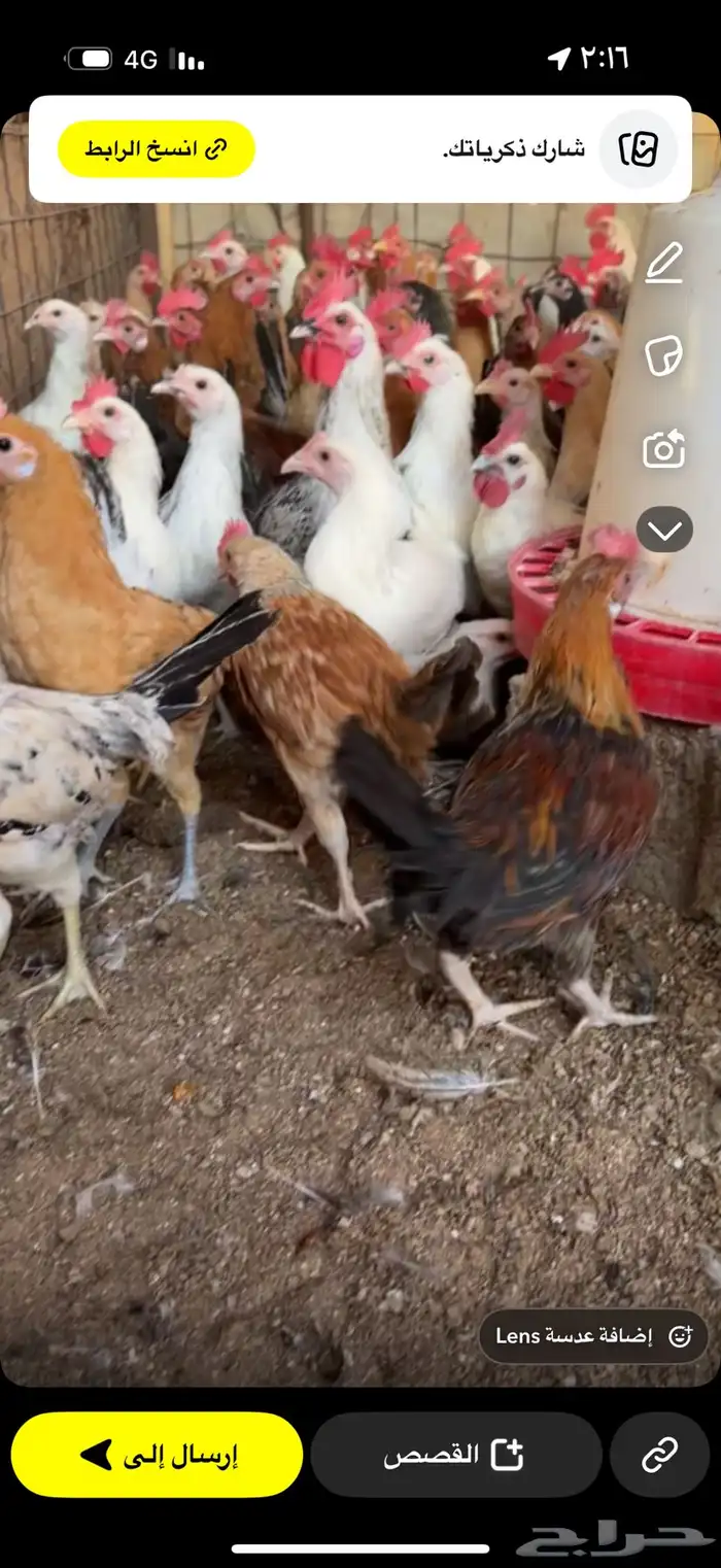 دجاج العمر من أربعه إلى خمسه 0