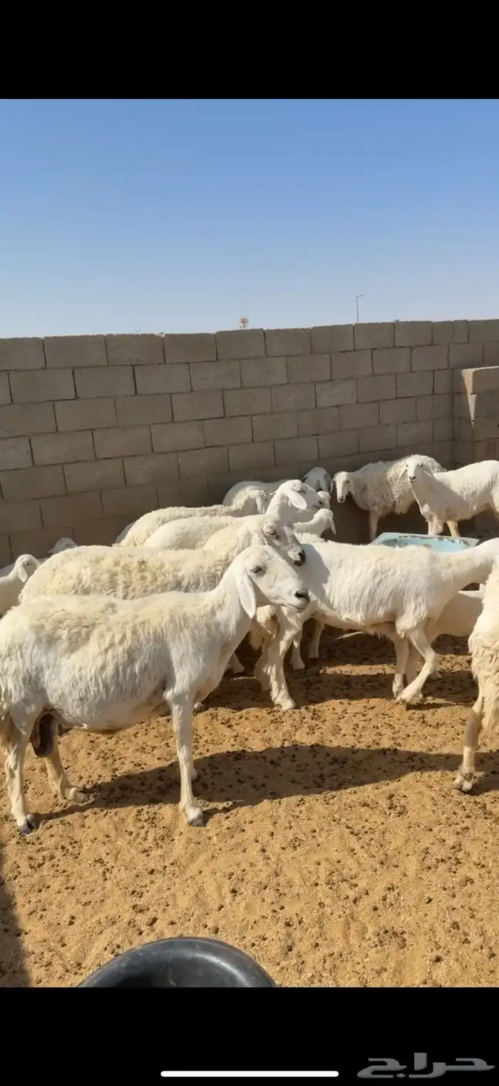 غنم حريات 6