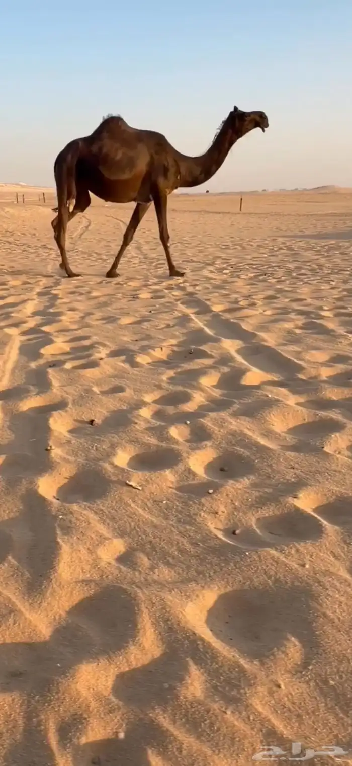 لقحه جذعه لقحه على حاكمان ال عون 1
