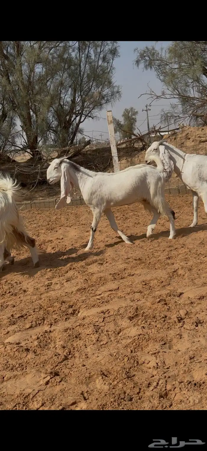 معزا نوادر دفيع وضريع شرط 0